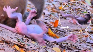 OMG Heartbreaking! Baby Monkey Falling Down from top of Tree | Wild​​​ Monkey Family