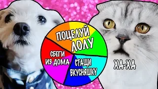 СОБАЧЬЕ КОЛЕСО ФОРТУНЫ ОТ КОТОВ! СЛОЖНЫЕ ЗАДАНИЯ + ПОДАРОК