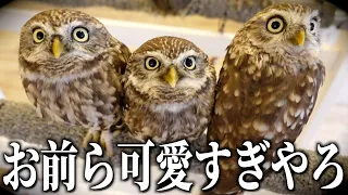 フクロウカフェに行ったら､こりゃ浮気するだろ…