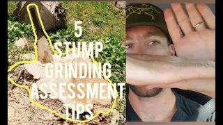 5 Tips for Assessing Stump Grinding