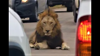 DREADLOCKS JUST BEFORE HIS FIGHT! Nkhulu Male Lion Still With Him! Kruger National Park! #lion