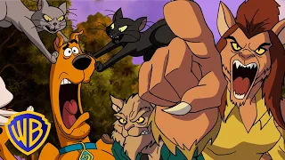 Scooby-Doo! po Polsku 🇵🇱  | Koty 🐱 kontra psy 🐶 | WB Kids