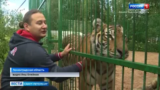 В Ленинградской области появился хоспис для диких кошек