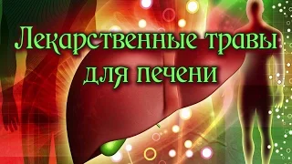 Целебные ТРАВЫ для ЗДОРОВЬЯ ПЕЧЕНИ