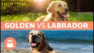 Golden Vs. Labrador – Differences Between Labrador Retriever and Golden Retriever