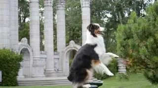 Amazing dog tricks - Cohen the Australian Shepherd