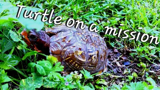 Turtle on a mission