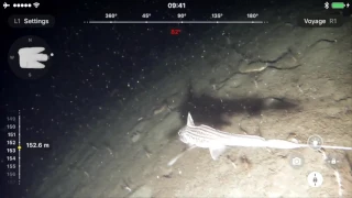 Chimaera Monstrosa at 153 m depth | Blueye Pioneer underwater drone