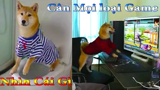 Thú Cưng TV | Dương KC Pets | Kem trẻ trâu Bướng Bỉnh | chó vui nhộn | funny cute smart dog