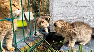 The kitten meows loudly and wants to run away from the cat's mother to her brothers