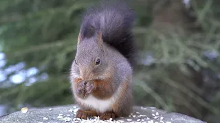 Forest Feast: Squirrel, Robin, Great Tit and Blue Tit Eating Up Close! 4K