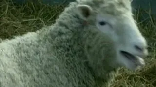 1996: Dolly the sheep cloned