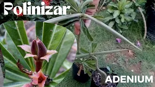 Polinización manual - ADENIUM (Flor / rosa del desierto)