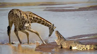 How Does Crocodile Hunting Giraffe