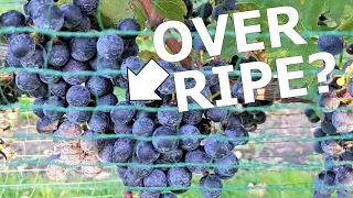 When to Pick Red Wine Grapes