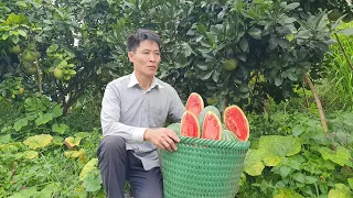 Harvest Watermelons from the Garden to sell at the market - Go to the forest to cut firewood