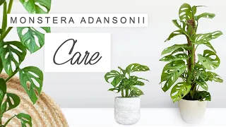 Monstera Adansonii Complete Care Guide 🌿 Tips + Tricks, Propagation - ALL YOU NEED TO KNOW 🌱