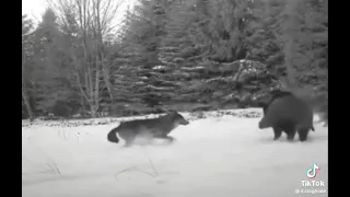 Wolf vs Wild Boar - Wolves Hunting Wild Boar