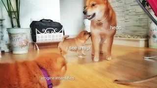 AMGERY daddo - the return Ep07 (ii) / Shiba Inu puppies (with captions)