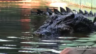 Cassius: World's Largest Crocodile in Captivity, Green Island, Australia