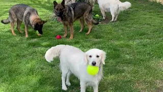 Our pack of Dogs playing with squeaky balls #goldenretriever #germanshepherddog