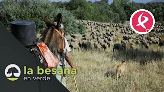 Las ovejas extremeñas comienzan la trashumancia | La besana en verde