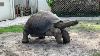 30 year old Galapagos Tortoise is a great friend