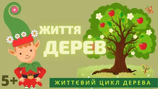 Життя дерев. Дітям про цикл дерева. Будова.  Листя. Квіти. Плоди. Насіння. Користь для людей.