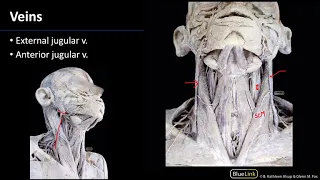 Anterior Neck - Veins