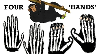 How did Great Apes get 'HANDS' for FEET?