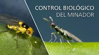 Control biológico del minador - Diglyphus isaea