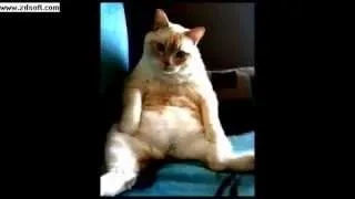 Cat Hiccups and Farts at the Same Time - (Funny as HELL)