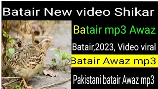 batair quail video// COMMON QUAIL MP3,// Quail Hunting birds Video,