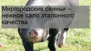 Миргородские свиньи – нежное сало эталонного качества