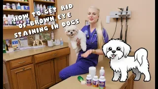 How to Get Rid of Brown Eye Staining in Dogs