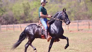 ELO ASPJ - CAVALO DA SEMANA - MANGALARGA MARCHADOR