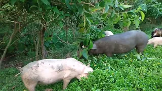 madre de agua para sa meryenda...