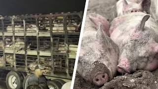 15 Pigs Saved From a Truck Crash in Mexico