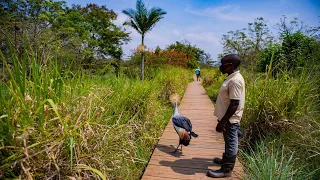 Sura Umusambi utangaje witwa Mutesi ufite umwihariko wo gukunda abagabo