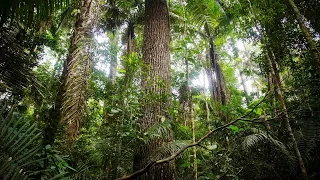 Schatzkammer Regenwald - Der Manu-Nationalpark in Peru