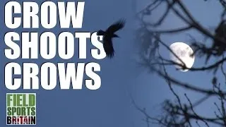 Fieldsports Britain - Crow shoots crows