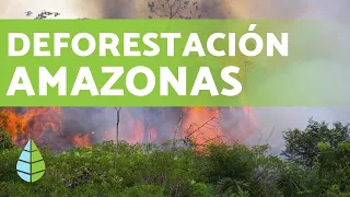 DEFORESTACIÓN DEL AMAZONAS en 2019