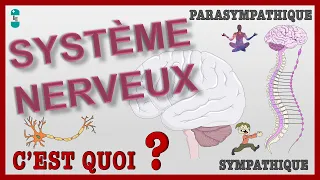 Qu'est ce que le Système Nerveux ? Systèmes SYMPATHIQUE et PARASYMPATHIQUE