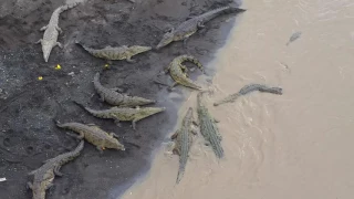 Crocodiles in Costa Rica