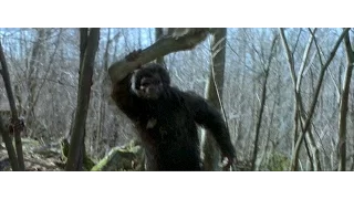 Bigfoot/Sasquatch Gorilla Terrorizes Traverspine