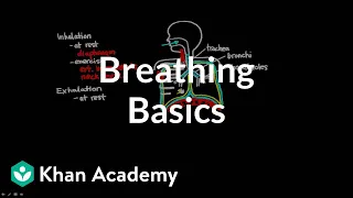 Breathing Basics