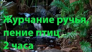 Звуки природы, журчание ручья, пение птиц. 🐠 Красивый лесной ручей 2 часа. 🐠 Лесной релакс