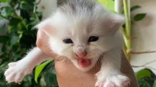 BEST FUNNY CATS COMPILATION 2022😂|  OMG❤️So Cute and Funny Cat Videos!