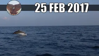 Wildlife [25 Feb 2017] - Dolphins, Baros, Maldives