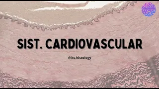 Histología Cardiovascular - its.histology